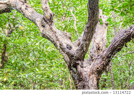 big tree big tree 13114722