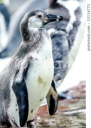 penguin 13114773