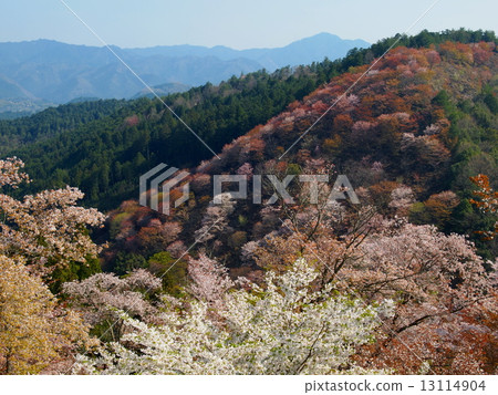 Scenery of Yoshino Shimamoto below 1,000 13114904