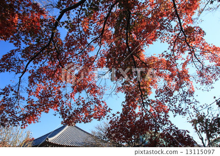 Hasegaji autumn leaves 13115097