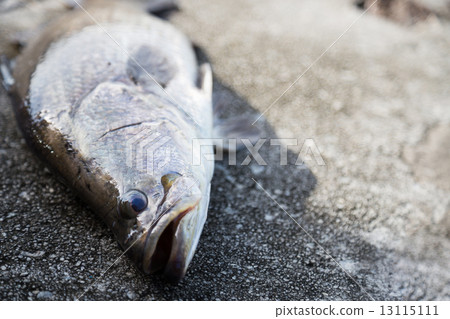 Freshly caught Barramundi fish Freshly caught Barramundi fish 13115111