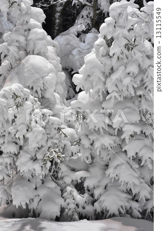 snow covered trees 13115549