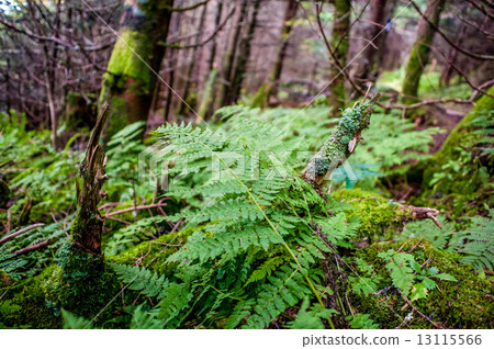 forest forest 13115566