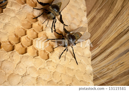 bee hive bee hive 13115581