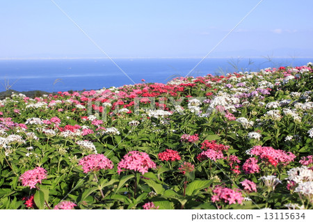 Pentas flower garden 13115634