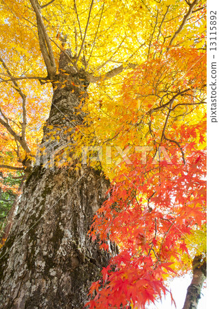 Autumn leaves Autumn leaves 13115892