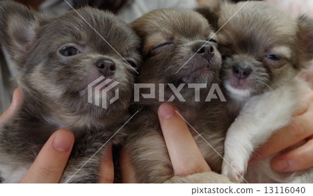 奇瓦瓦狗小狗 13116040