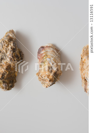 Oyster 13116591