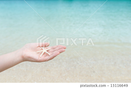 pick up, starfish, starfishes 13116649