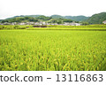 Paddy field 13116863