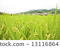 Paddy field 13116864