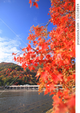 November Kyoto Arashiyama cross-bridge and autumn leaves 13116914