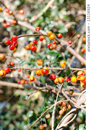 蟹肉小狗 13116924