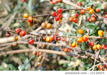 蟹肉小狗 13116925