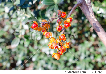 蟹肉小狗 13116926