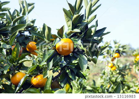 Mandarin orchard 13116983