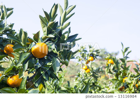Mandarin orange field 13116984