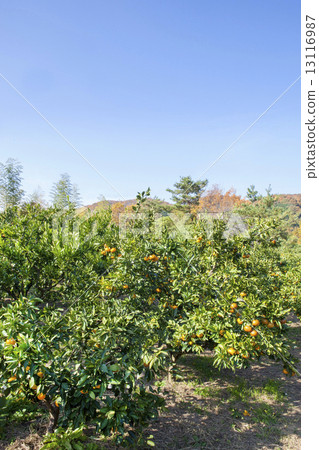 普通話果園 13116987