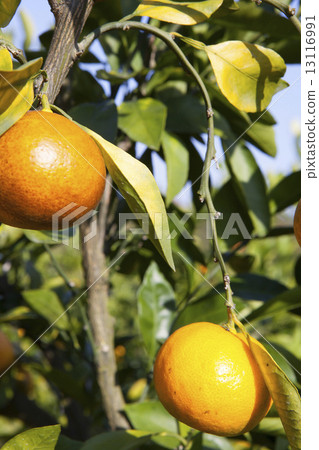Mandarin orange field 13116991