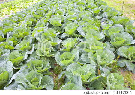 白菜田 13117004
