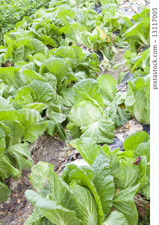 大白菜田 13117005