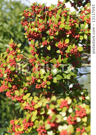 Holly Holly 13117093