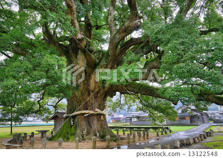 Country-designated special natural treasure kamo no kyousu kusu 13122548