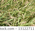 Rice 1 13122711