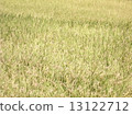 Rice 2 13122712