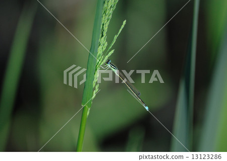 Ao montitonbo Ao montitonbo 13123286