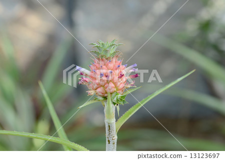 Ananas Nanus 13123697