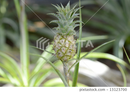 鳳梨納努斯 鳳梨納努斯 13123700