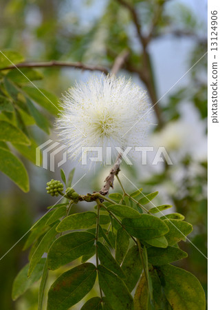 Kari Andora · Haematakekefara 13124906