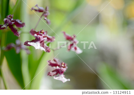 Shirley Baby 13124911