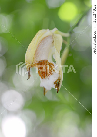 Serologine · Speciosa 13124912