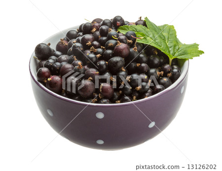 Black currant 13126202