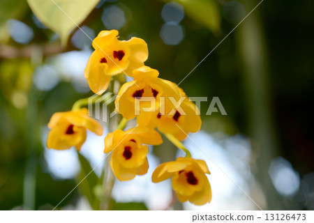 Dendrovium · Chrisansang 13126473