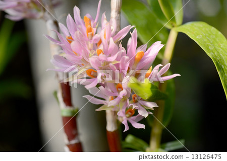 Dendrobium · Practite Osamu 13126475