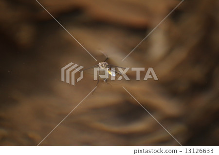 Shima Ammenbo Shima Ammenbo 13126633