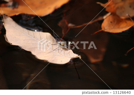 Shima-menbo mating 13126640