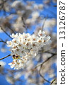 Cherry Blossoms   13126787