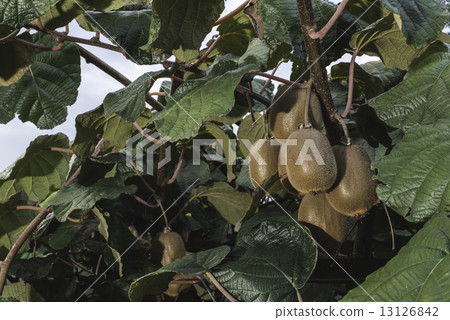 Kiwi plant 13126842