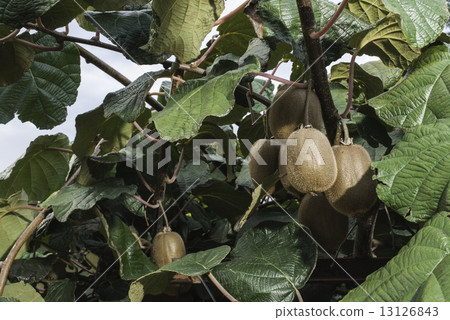 Kiwi plant 13126843