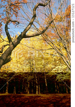 銀杏的黃葉 13127121