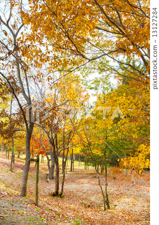 Bright autumn leaves Bright autumn leaves 13127284