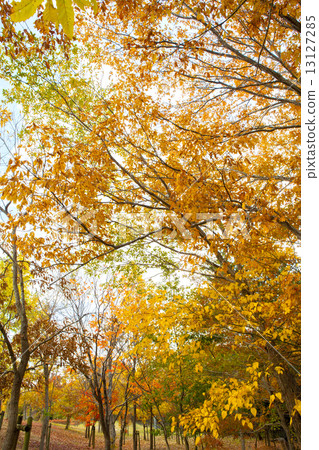 Bright autumn leaves Bright autumn leaves 13127285