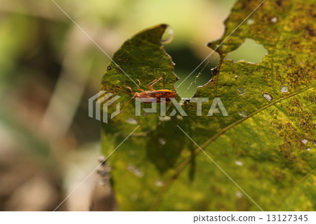 昆蟲類似於紅頭盔的蟲子 13127345