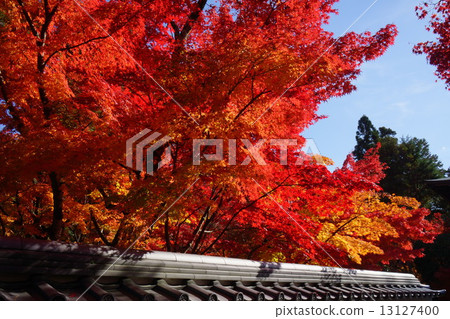 Autumn leaves 13127400