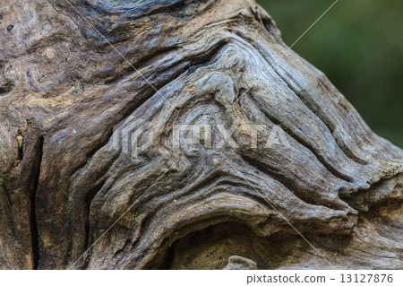 texture of bark wood texture of bark wood 13127876