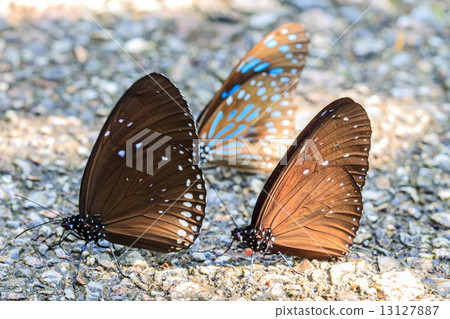 Beautiful Butterfly on ground Beautiful Butterfly on ground 13127887